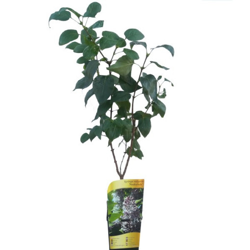 Lilas commun 'Nadezhda' en pot, 2l