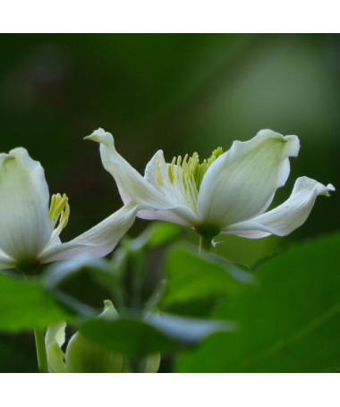 Ensemble de 3 pièces - Clématites en pot de 2L
