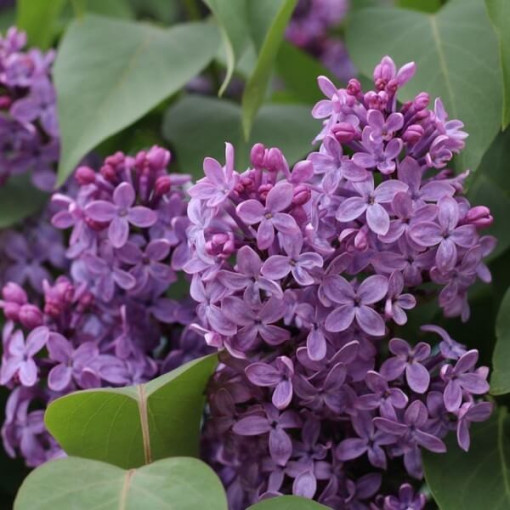 Lilas (sans) Ottawa 'Helen' pot, 2L