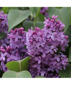 Lilas (sans) Ottawa 'Helen' pot, 2L
