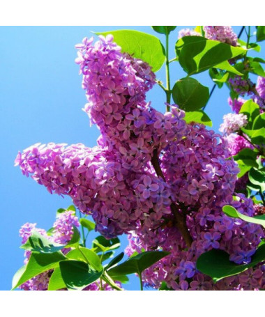 Lilas (sans) Ottawa 'Helen' pot, 2L