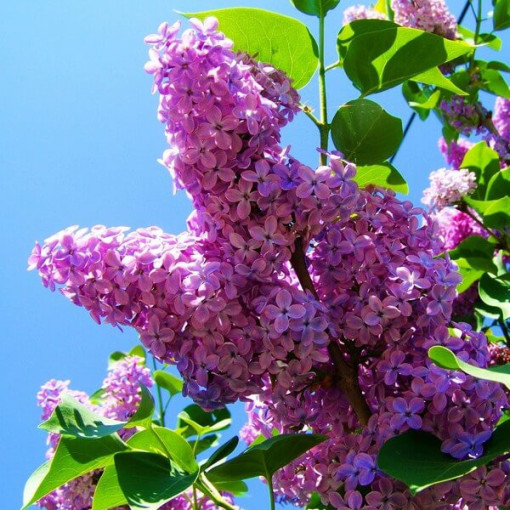 Lilas (sans) Ottawa 'Helen' pot, 2L