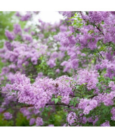 Lilas (sans) Miss Kim P9, 2L