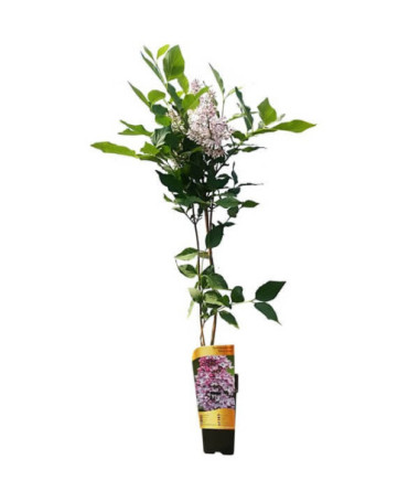 Lilas (sans) Miss Kim P9, 2L