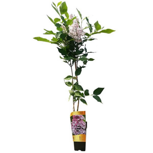 Lilas (sans) Miss Kim P9, 2L