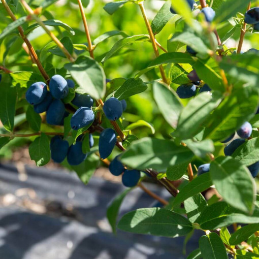 Baie de Kamchatka 'Lori' P9/C1