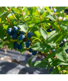 Baie de Kamchatka 'Lori' P9/C1