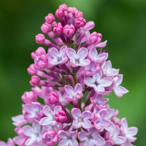 Lilas (sans) 'Miss Kim' P9/C1