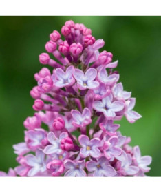 Lilas (sans) 'Miss Kim' P9/C1