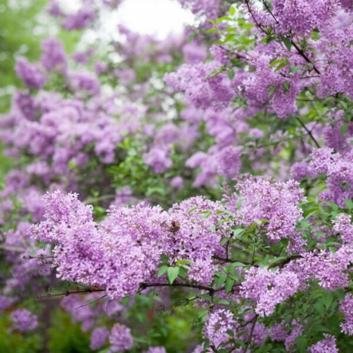 Lilas (sans) 'Miss Kim' P9/C1