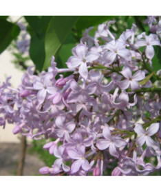 Lilas (Syringa) 'Nocturne' pot, 2L