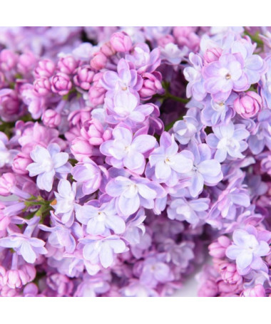 Lilas (Syringa) 'Nocturne' pot, 2L