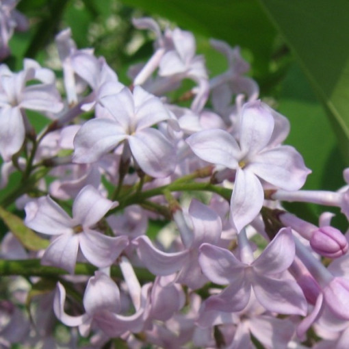 Lilas (Syringa) 'Nocturne' pot, 2L