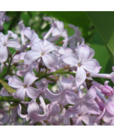 Lilas (sans) 'Nocturne' P9/C1