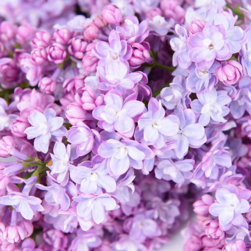 Lilas (sans) 'Nocturne' P9/C1