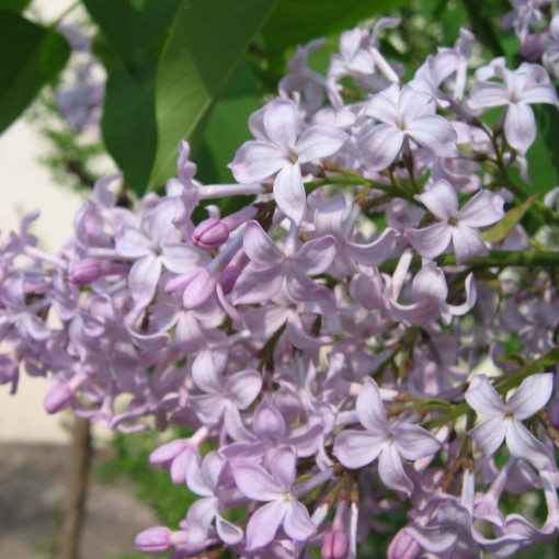 Lilas (sans) 'Nocturne' P9/C1
