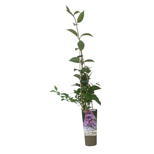 Lilas (sans) 'Nocturne' P9/C1