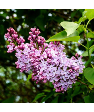 Lilas (sans) 'Minuet' P9/C1