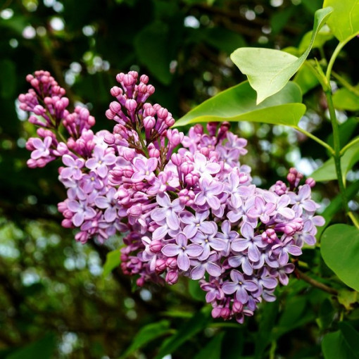 Lilas (sans) 'Minuet' P9/C1