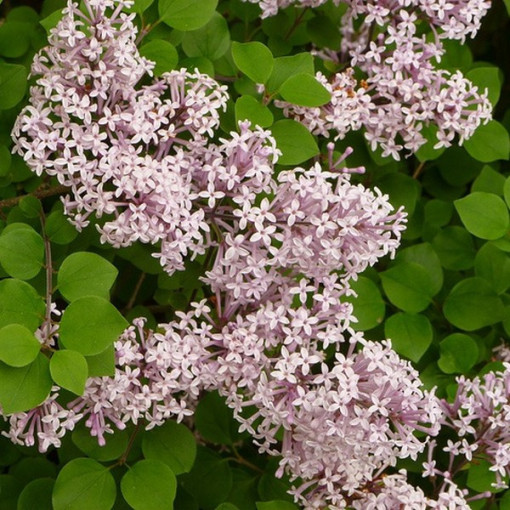 Lilas (Syringa) Meyer 'Palibin' pot, 2L