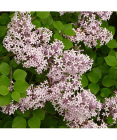 Lilas (Syringa) Meyer 'Palibin' pot, 2L