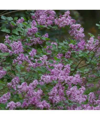 Lilas (Syringa) Meyer 'Palibin' pot, 2L
