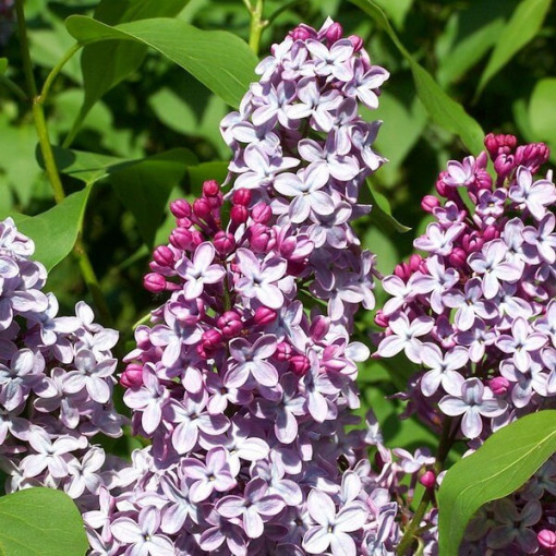 Lilas (Syringa) Meyer 'Palibin' pot, 2L