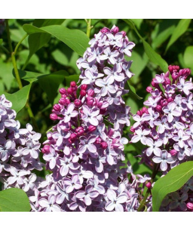 Lilas (Syringa) Meyer 'Palibin' P9/C1