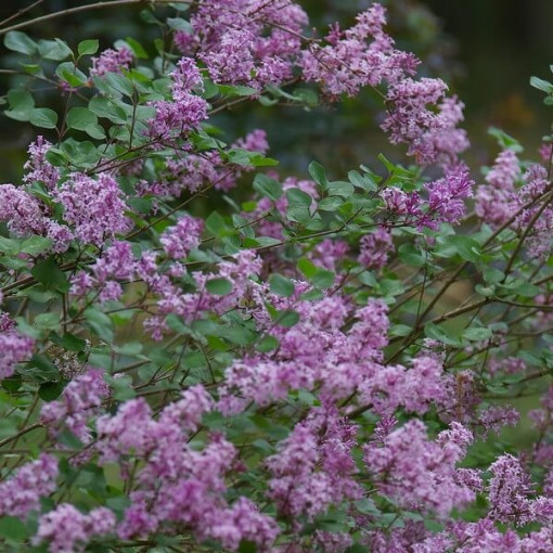 Lilas (Syringa) Meyer 'Palibin' P9/C1