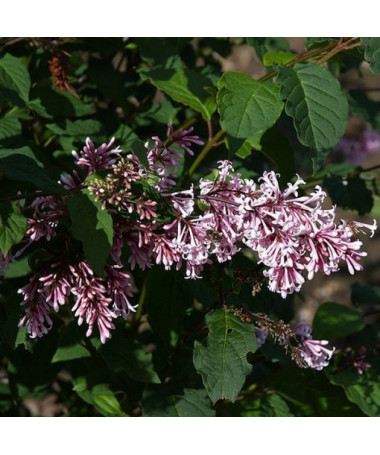 Lilas (Syringa) Josika, pot, 2L