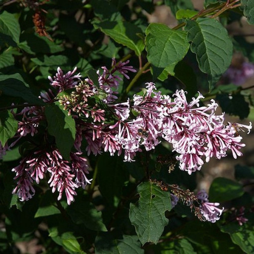 Lilas (Syringa) Josika, pot, 2L