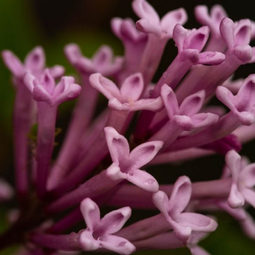 Lilas (Syringa) Josika, pot, 2L