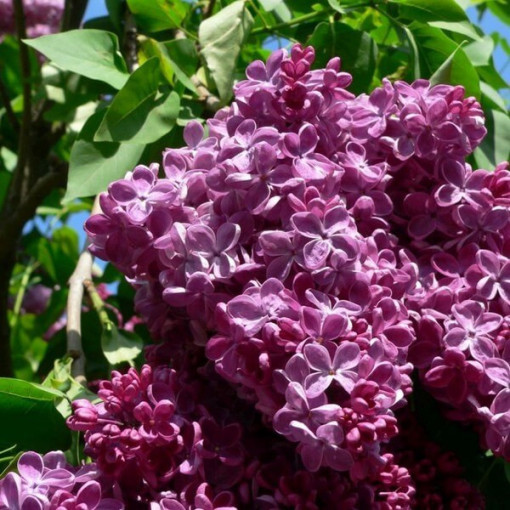 Lilas chinois (Syringa) 'Saugeana', pot, 2L