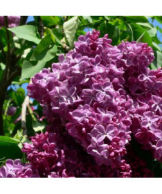 Lilas chinois (Syringa) 'Saugeana', pot, 2L
