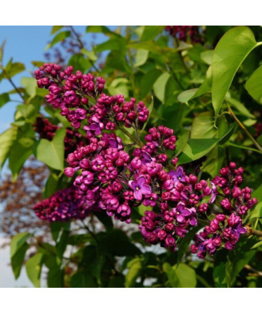 Lilas (sans) chinois 'Saugeana' P9/C1