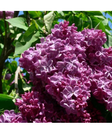 Lilas (sans) chinois 'Saugeana' P9/C1