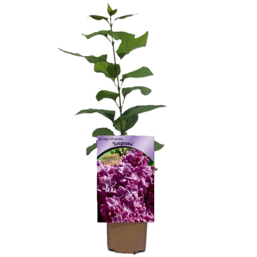 Lilas (sans) chinois 'Saugeana' P9/C1