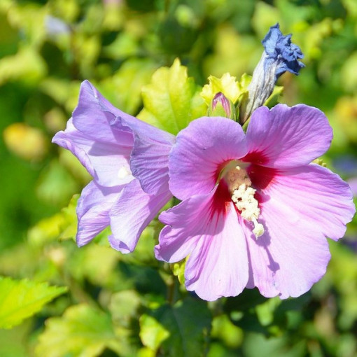 Hibiscus syrien (Hibiscus) 'Woodbridge' pot, 2l