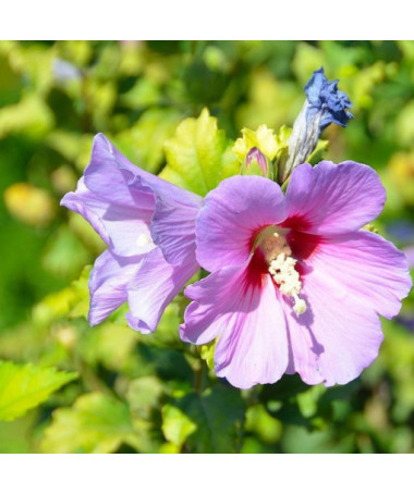 Hibiscus syrien (Hibiscus) 'Woodbridge' P9/C1