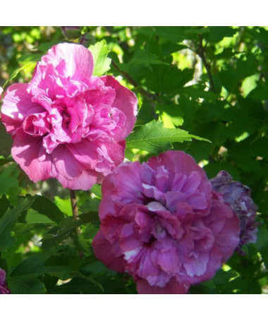 Hibiscus syrien (Hibiscus) 'Sanchonyo' P9/C1