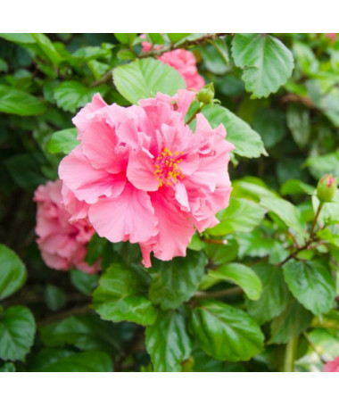 Hibiscus syrien (Hibiscus) 'Sanchonyo' pot, 2l