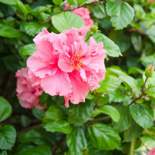 Hibiscus syrien (Hibiscus) 'Sanchonyo' pot, 2l