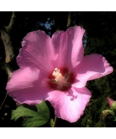 Hibiscus syrien (Hibiscus) 'Russian Violet' P9/C1