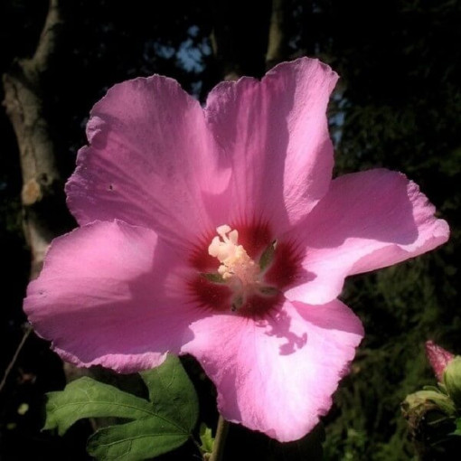 Hibiscus syrien (Hibiscus) 'Russian Violet' P9/C1