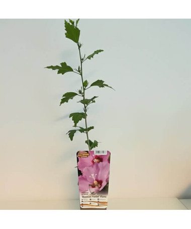 Hibiscus syrien (Hibiscus) 'Russian Violet' P9/C1