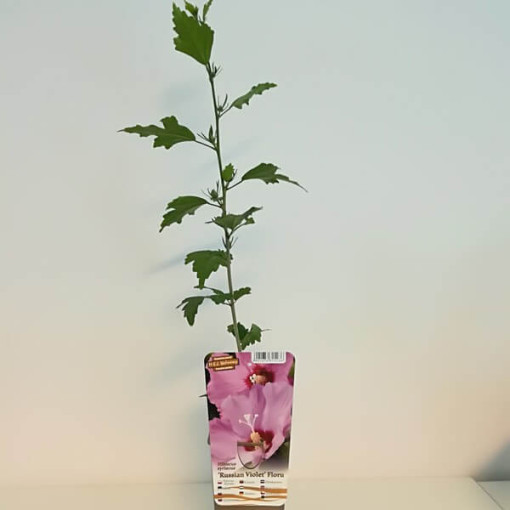 Hibiscus syrien (Hibiscus) 'Russian Violet' P9/C1
