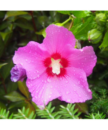 Hibiscus syrien (Hibiscus) 'Pink Giant' P9/C1