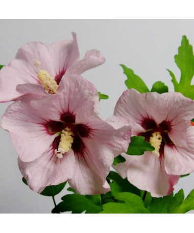 Hibiscus syrien (Hibiscus) 'Mathilde' pot, 2L