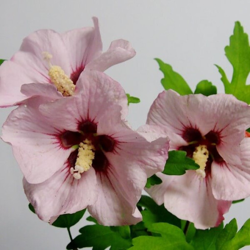 Hibiscus syrien (Hibiscus) 'Mathilde' pot, 2L
