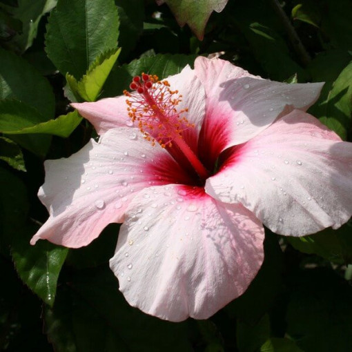 Hibiscus syrien (Hibiscus) 'Mathilde' pot, 2L